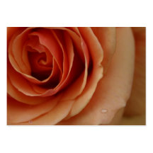 Foto-Pfirsich-Rose Visitenkarten Vorlage