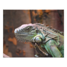 Fotodruck mit bunter Leguaneidechse
