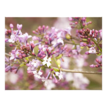 Fotografie der Frühlings-Flieder-Blüten