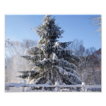 Fotografie Snowy-Kiefern-10x8