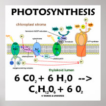 Fotosynthese-(lichtabhängige) chemische Gleichung Plakatdrucke