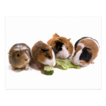 four guinea pigs who eat, postkarte