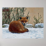 Fox im Schnee Posterdruck