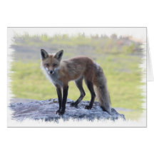 Fox - Maine Wildlife Greeting Card