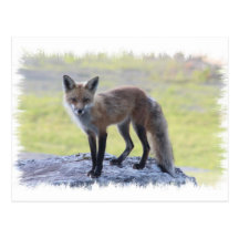 Fox - Maine Wildlife Post Card