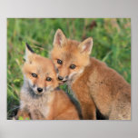 Fox Nom Posterdrucke