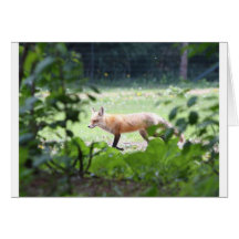 foxmom1 grußkarten