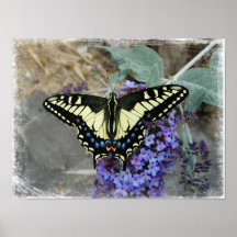 Frackschmetterling auf Buddleia-Blume - Druck Plakate