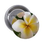 Frangipani Anstecknadelbutton