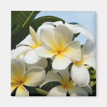 Frangipani-Glück Kühlschrankmagnete