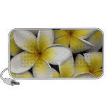 Frangipani-Lautsprecher
