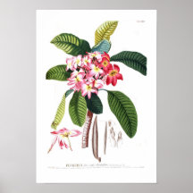 Frangipani Plakatdrucke