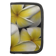 Frangipani-Zeitschrift Mappen