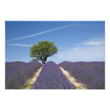 Frankreich, Provence. Reihen des Lavendels in der  Kunst Fotos