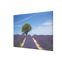 Frankreich, Provence. Reihen des Lavendels in der  Leinwand Druck