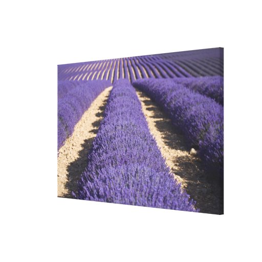 Frankreich, Provence. Reihen des Lavendels in der  Gespannte Galerie Drucke