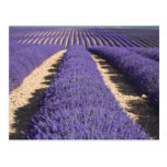 Frankreich, Provence. Reihen des Lavendels in der  Postkarte