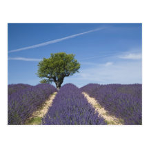 Frankreich, Provence. Reihen des Lavendels in der  Postkarten