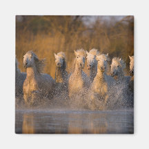 Frankreich, Provence. Weiße Camargue Pferde Magnete