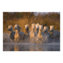 Frankreich, Provence. Weiße Camargue Pferde Photo
