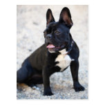 Französisch Bulldog postkarten