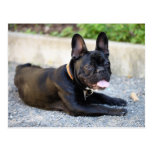 Französisch Bulldog postkarten