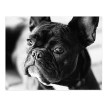 Französisch Bulldog Postkarte