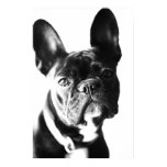 französische Bulldogg poster