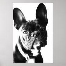 französische Bulldogg Posters