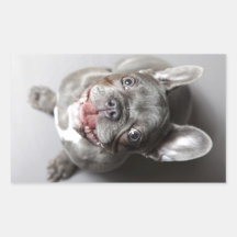 Französische Bulldogge