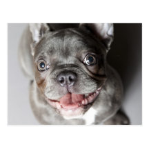 Französische Bulldogge