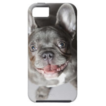 Französische Bulldogge