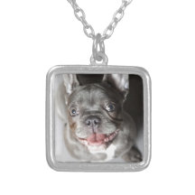 Französische Bulldogge