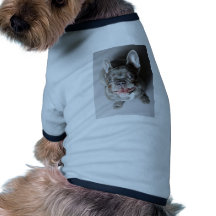 Französische Bulldogge