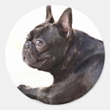 Französische Bulldogge Aufkleber