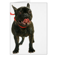Französische Bulldogge Grußkarten