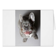 Französische Bulldogge Karte