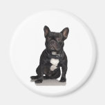 Französische Bulldogge Kühlschrankmagnete