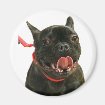 Französische Bulldogge Magnete