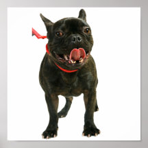 Französische Bulldogge Poster