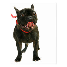 Französische Bulldogge Postkarten