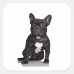 Französische Bulldogge Stickers