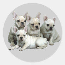 Französische Bulldoggen-Aufkleber