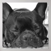 Französische Bulldoggen-Druck Posterdrucke