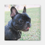 Französische Bulldoggen-Magnet