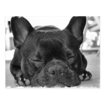 Französische Bulldoggen-Postkarte