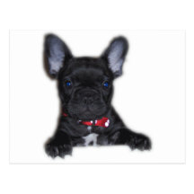 Französische Bulldoggen-Welpe Postkarte