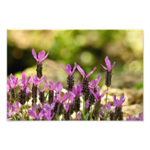 Französischer Lavendel Kunst Foto