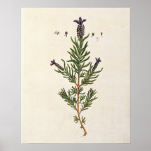 Französischer Lavendel, überziehen 241 von 'einem  Plakatdruck