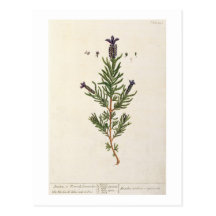 Französischer Lavendel, überziehen 241 von 'einem  Postkarte